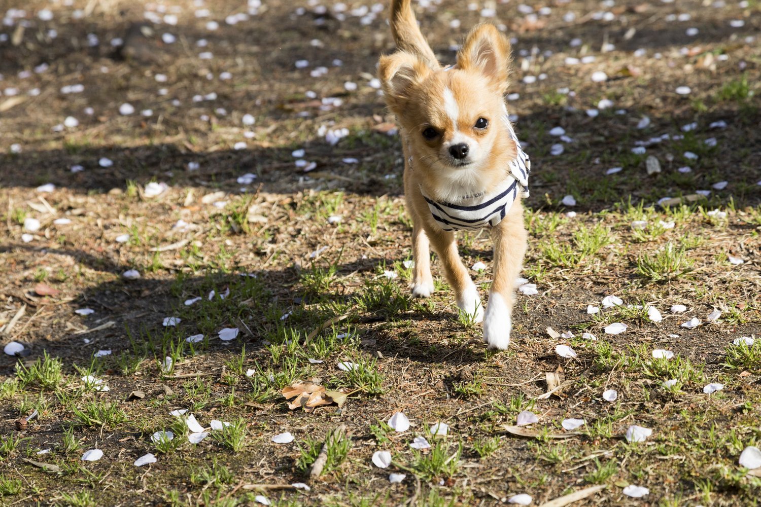 愛犬と過ごす